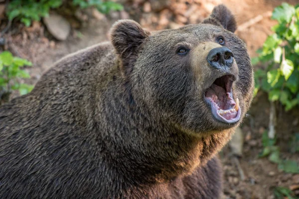 Портрет Бурий Ведмідь Bayerischer Вальд Національний Парк Німеччина — стокове фото