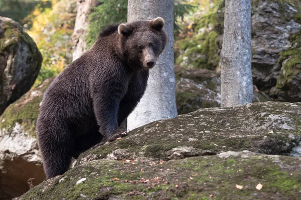 Oso Pardo Está Pie Sobre Roca Parque Nacional Bayerischer Wald —  Fotos de Stock