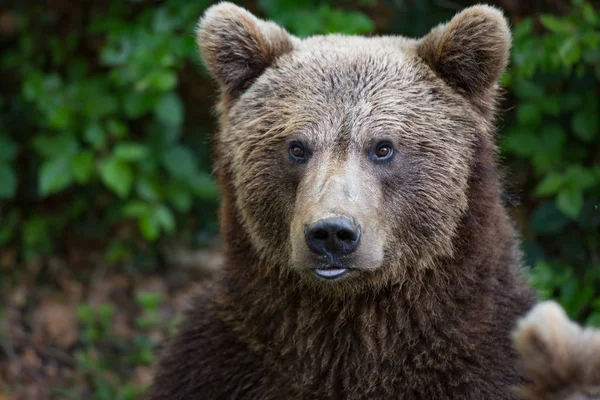 Портрет Бурий Ведмідь Bayerischer Вальд Національний Парк Німеччина — стокове фото