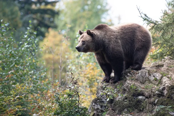 Braunbär Steht Auf Felsen Nationalpark Bayerischer Wald — Stockfoto