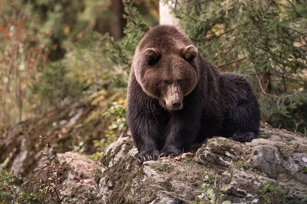 Oso Pardo Está Sentado Roca Parque Nacional Bayerischer Wald Alemania —  Fotos de Stock