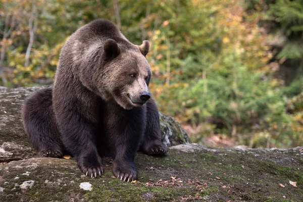 Бурий Ведмідь Сидячи Скелі Bayerischer Вальд Національний Парк Німеччина — стокове фото