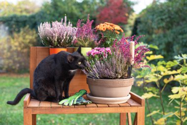 Sonbahar bahçe çalışma, kedi ile dikim çiçekler