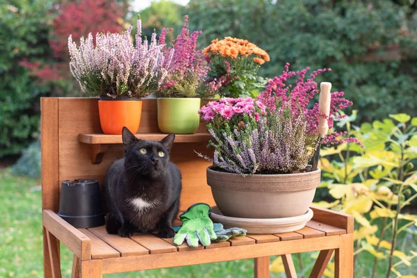 Jesienne Pracy Ogrodzie Kwiaty Sadzenia Kotem — Zdjęcie stockowe