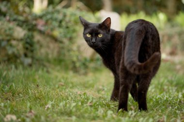 Yurt içi kara kedi ayakta çimenlerin üzerinde