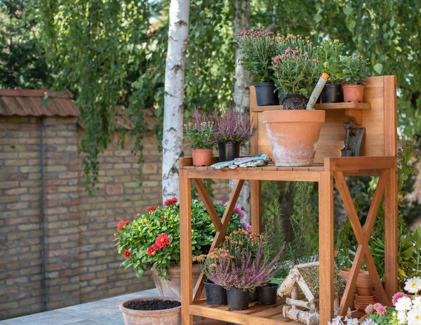 Trabajos Jardín Otoño Plantación Flores — Foto de Stock