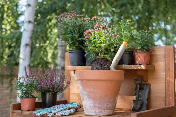 Trabajos Jardín Otoño Plantación Flores — Foto de Stock