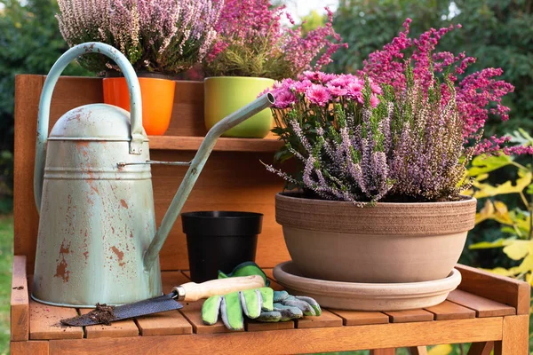 Trabajos Jardín Otoño Plantación Flores — Foto de Stock