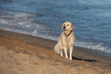 Deniz kenarında plajda çalışan golden retriever köpek 