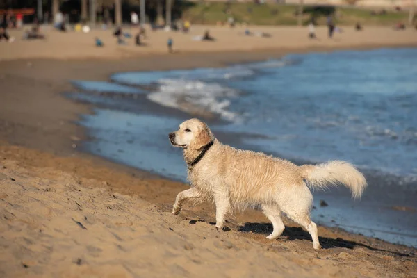 Golden Retriever Cão Correndo Praia Beira Mar — Fotografia de Stock