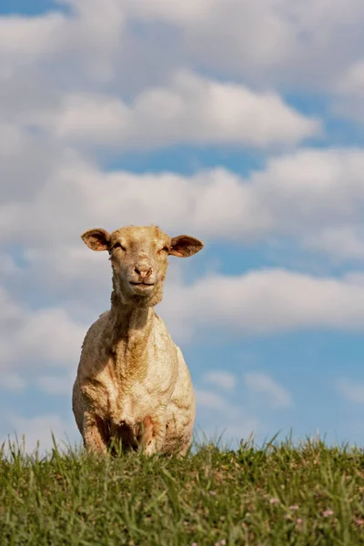 羊羔站在春天的田野上 — 图库照片