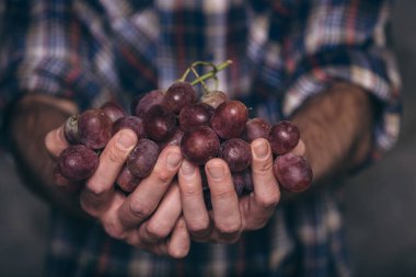 Taze üzüm ile Bahçıvanlar eller