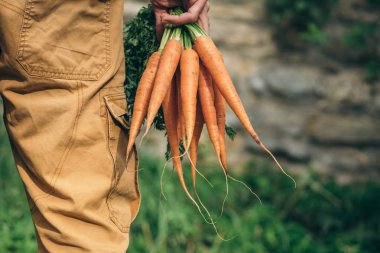 Taze havuç ile Bahçıvanlar eller