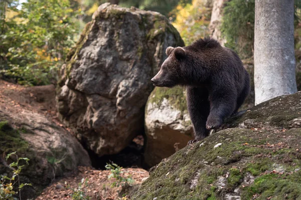 Oso Pardo Está Pie Sobre Roca Parque Nacional Bayerischer Wald —  Fotos de Stock