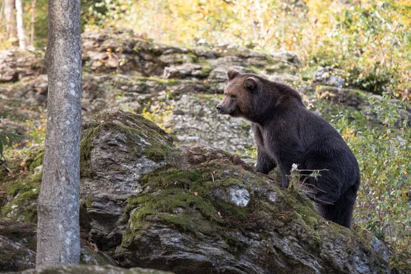 Oso Pardo Está Pie Sobre Roca Parque Nacional Bayerischer Wald —  Fotos de Stock