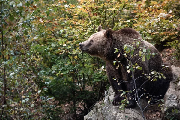 Oso Pardo Está Sentado Roca Parque Nacional Bayerischer Wald Alemania —  Fotos de Stock