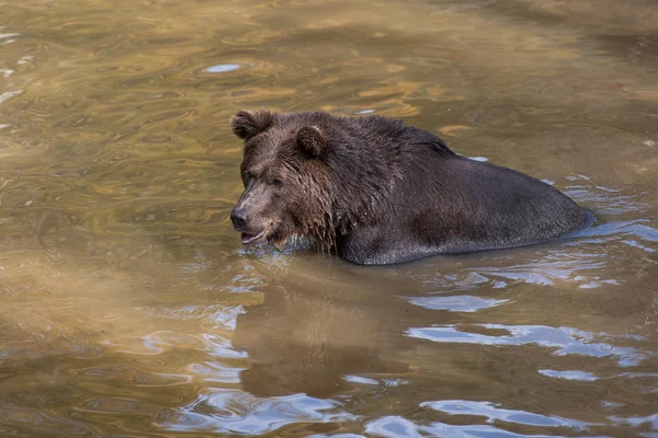 Urso Marrom Está Tomando Banho Água Bayerischer Wald National Park — Fotografia de Stock