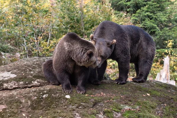 Osos Pardos Están Sentados Roca Parque Nacional Bayerischer Wald Alemania —  Fotos de Stock