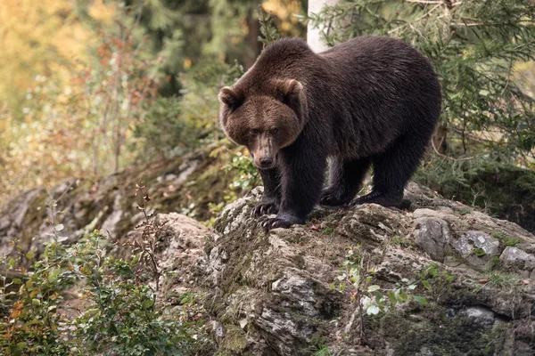 Бурий Ведмідь Стоячи Скелі Bayerischer Вальд Національний Парк Німеччина — стокове фото
