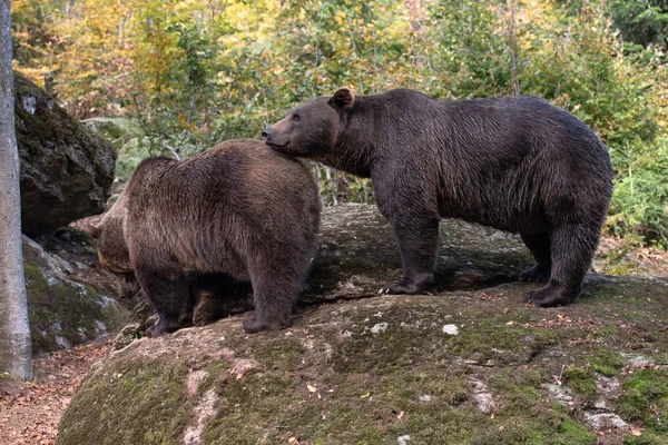 Osos Pardos Están Sentados Roca Parque Nacional Bayerischer Wald Alemania —  Fotos de Stock