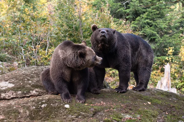 Коричневі Ведмеді Сидять Скелі Національний Парк Бабайшер Вальд Німеччина — стокове фото