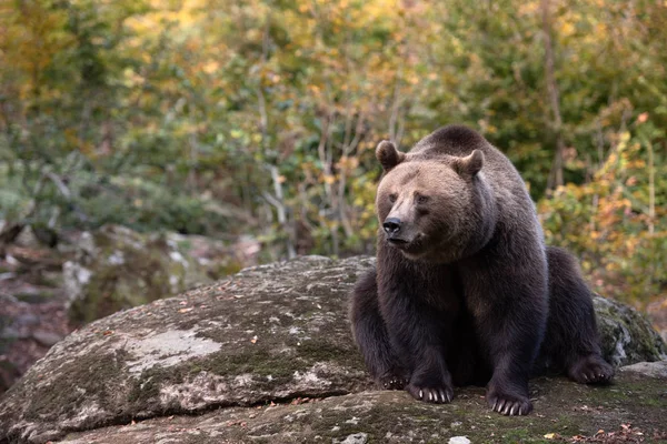 Oso Pardo Está Sentado Roca Parque Nacional Bayerischer Wald Alemania —  Fotos de Stock