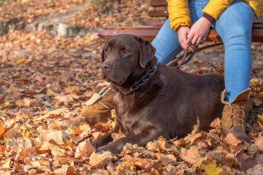 Güzel bir genç sarı saçlı kadın onun büyük kahverengi labrador köpek Park ile eğleniyor