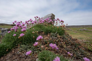 Burren Atlantic Edge Ocean Walk, County Clare, İrlanda