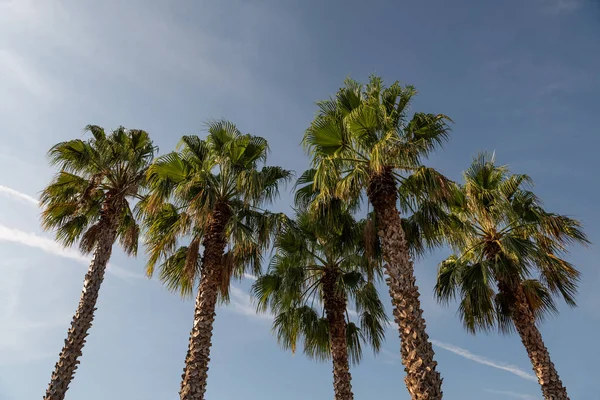 意大利撒丁岛福斯托诺塞奥尔比亚公园的棕榈树 — 图库照片