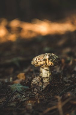 Sonbahar ormanında Çürük Zehirli kırmızı sinek agaric