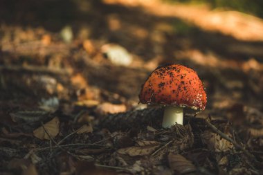 Sonbahar ormanında zehirli kırmızı sinek agaric