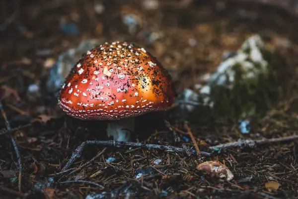 Giftige Rode Vliegzwam Het Herfst Bos — Stockfoto