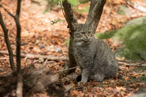 Gato Salvaje Europeo Bosque Otoño Parque Nacional Bayerischer Wald Alemania —  Fotos de Stock