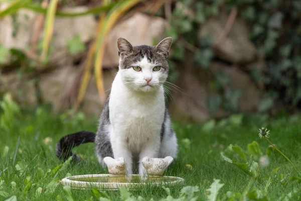 Gatto Tabby Seduto Accanto Bagno Uccelli — Foto Stock