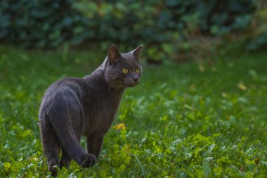 Bahçede avlanan gri bir kedi