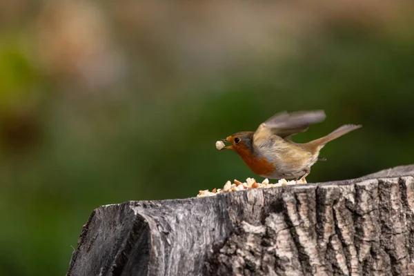 Robin Eet Vogelzaad Tuin — Stockfoto