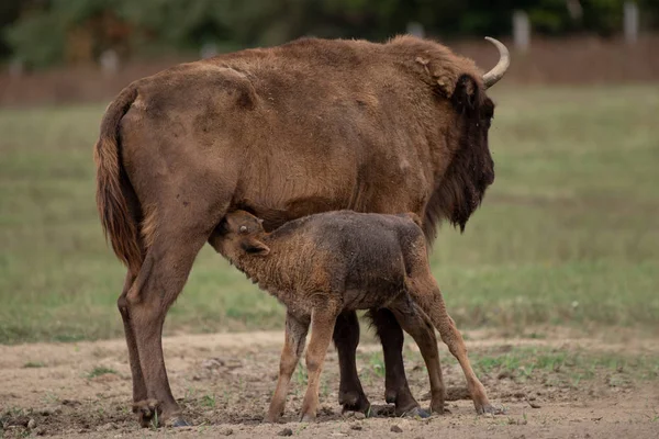 Bison Europe Sur Terrain Parc National Orseg Hongrie — Photo