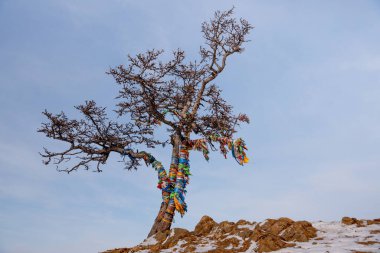 Rusya Baykal Gölü 'ndeki Olkhon Adası Burhan Burnu' nda Arzu Ağacı