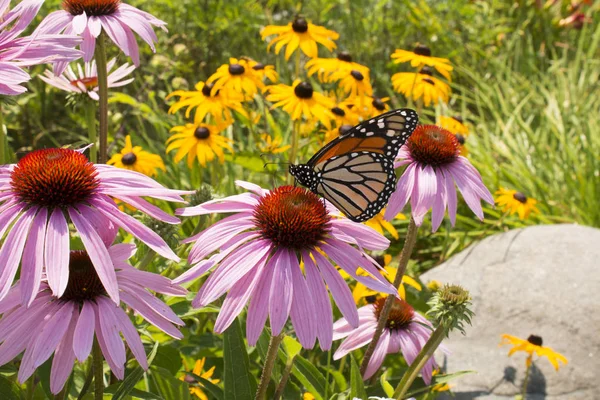 Monarch Butterfly Voeding Roze Gele Meerjarige Coneflowers Een Prairie Tuin — Stockfoto