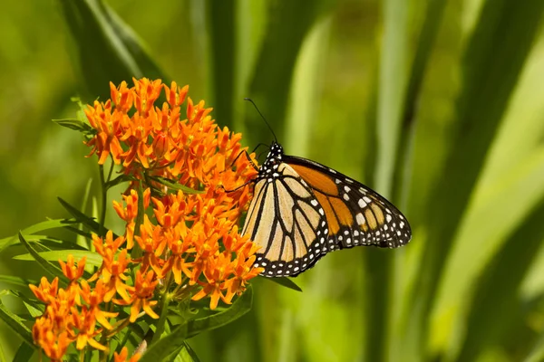 Briljante Oranje Monarch Bestuivt Een Vlinder Wiet Plant Met Groene Rechtenvrije Stockafbeeldingen