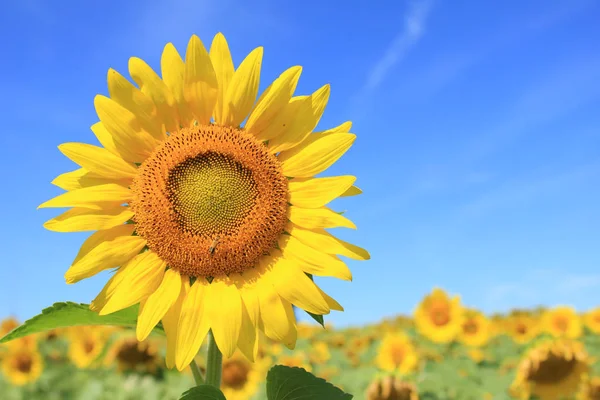 Parlak sarı ayçiçeği yaz gününde mavi gökyüzü ile bir alanda uzun boylu duruyor