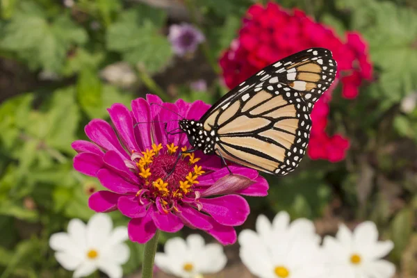 Flores Coloridas São Hospedeiras Uma Magnífica Borboleta Monarca — Fotografia de Stock