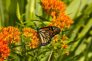 Close up of monarch butterfly feeding on a milkweed plant with green leaves