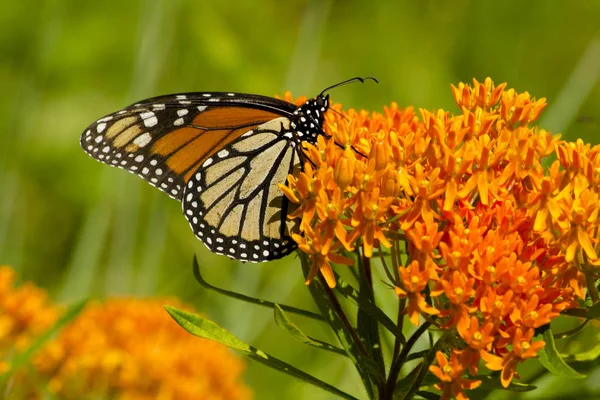 Vibrant Orange Petals Flowering Plant Provide Nectar Monarch Butterfly — Stock Photo, Image