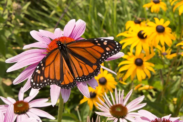 Farfalla Con Apertura Alare Poggia Fiori Colorati Giardino Estivo — Foto Stock