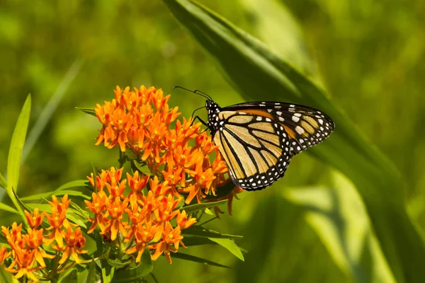 Briljante Monarch Bestuivt Een Vlinder Wiet Plant Met Groene Bladeren Rechtenvrije Stockfoto's