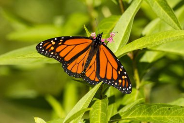 Close up male monarch butterfly feeding on nectar of a rose milkweed plant clipart