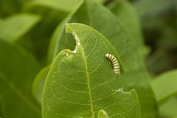 Lagarta Borboleta Monarca Alimentando Folhas Planta Milkweed Verde — Fotografia de Stock