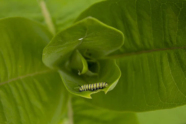 Baby Monarch Caterpillar Verbergen Bladeren Van Gekruid Gastheerplant Stockfoto