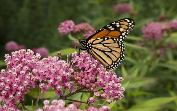 Monarch Butterfly Bestuivers Rozen Kroontjeskruid Planten Een Weide Stockafbeelding